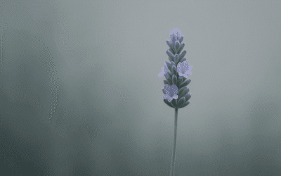Sådan skaber du en mindehave i din baghave