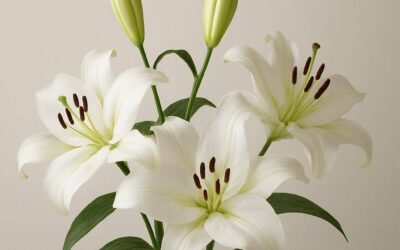Lilje: alt du bør vide om denne elegante blomsten