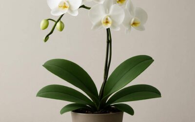 Orkidéer: Pleje, typer og fejlfinding