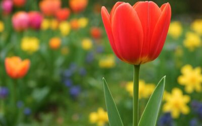Tulipan: Sorter, pleje og anvendelser i haven
