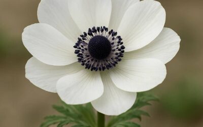 Anemone: Pleje, arter og anvendelse i haven