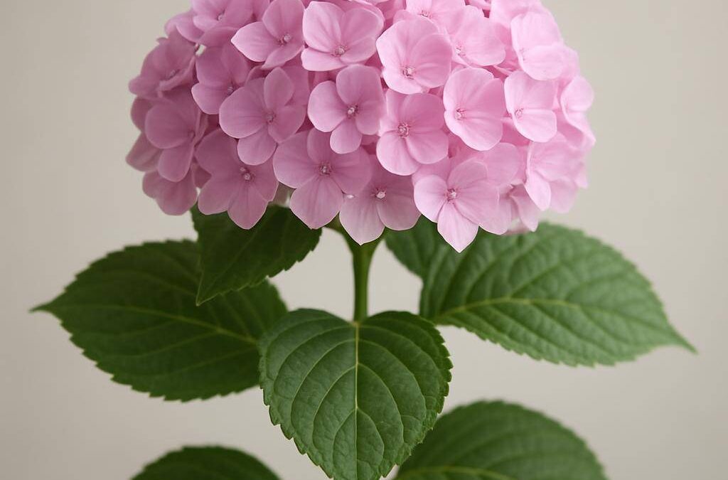 Hortensia: pasning, sorter og blomstring gennem sæsonen