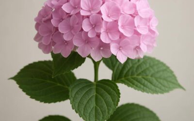 Hortensia: pasning, sorter og blomstring gennem sæsonen