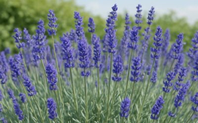 Lavendel: Egenskaber, dyrkning og anvendelser i haven og hjemmet