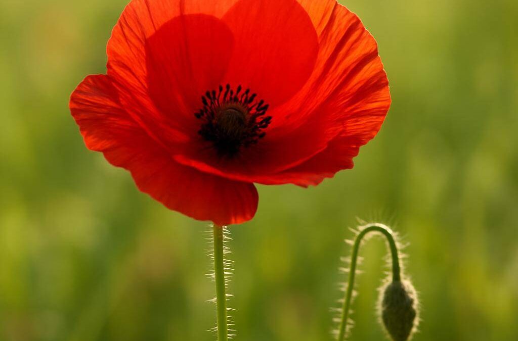 Valmue: alt du bør vide om planten