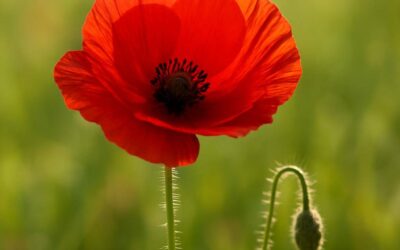 Valmue: alt du bør vide om planten