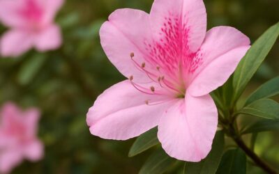 Azalea: Planlægning, plantning og vedligeholdelse i haven