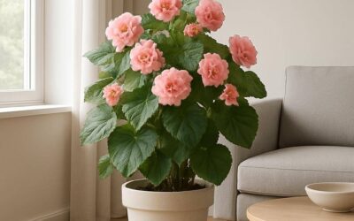 Begonia: pleje og dyrkning til indendørs blomstring