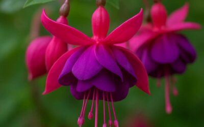 Fuchsia: farve og plante – alt du bør vide
