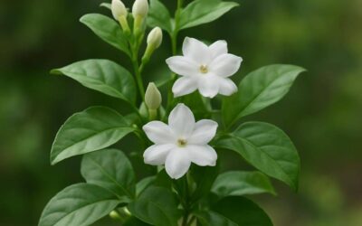Jasmin: Plantens egenskaber, dyrkning og anvendelser