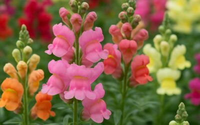 Løvemund i haven: plantning, pasning og brug