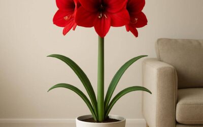 Amaryllis: Pleje, blomstring og fejlfinding i danske hjem
