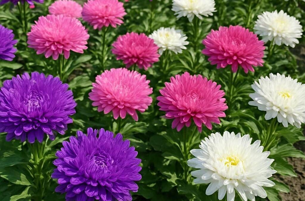 Asters: Alt om denne farverige staude