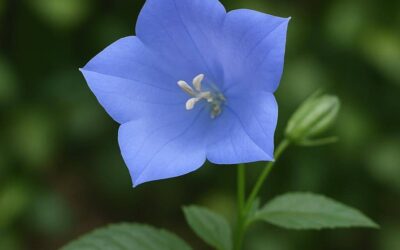 Klokkeblomst i haven: egenskaber, dyrkning og anvendelser