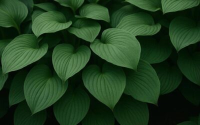 Hosta: Pleje, dyrkning og anvendelse i haven