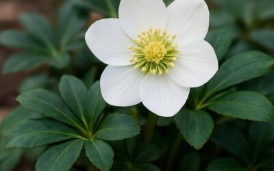 Julerose: alt du bør vide om blomstring og pleje
