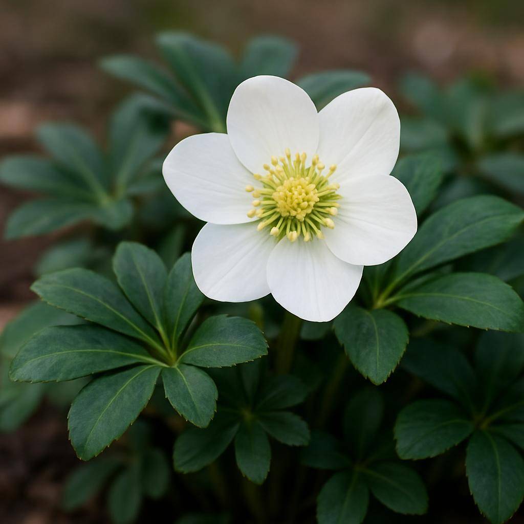 Nærbillede af en julerose i en have i vinterperioden Julerose: alt du bør vide om blomstring og pleje