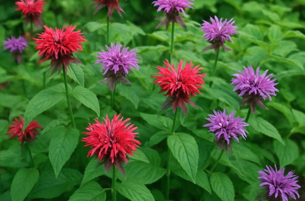 Monarda: alt du bør vide om den duftende haveplante
