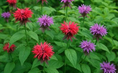 Monarda: alt du bør vide om den duftende haveplante