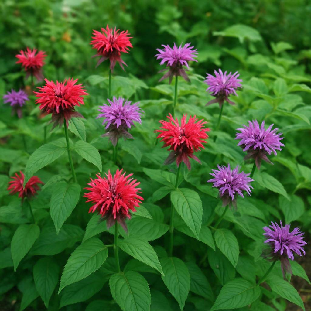 Monarda: alt du bør vide om den duftende haveplante