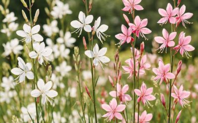 Gaura: Den elegante blomsterplante til solrige bede