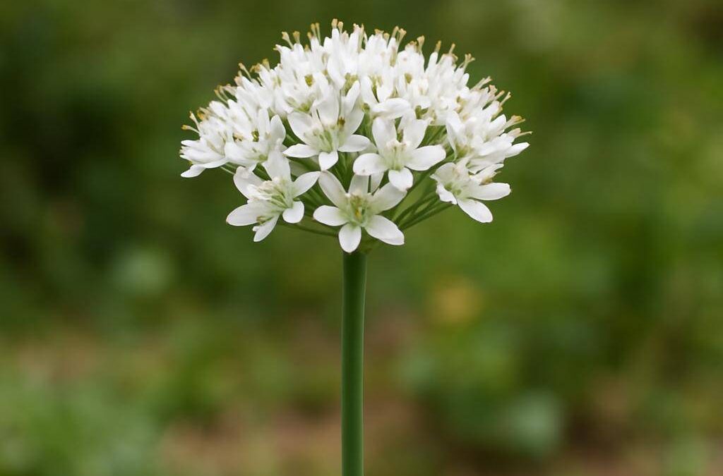 Hvidløg blomst: alt du behøver at vide