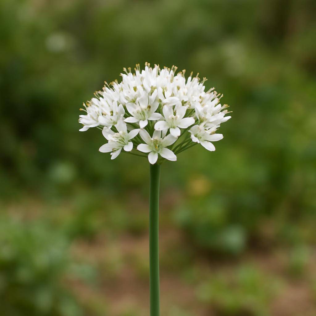 Hvidløg blomsten i haven eller mark Hvidløg blomst: alt du behøver at vide